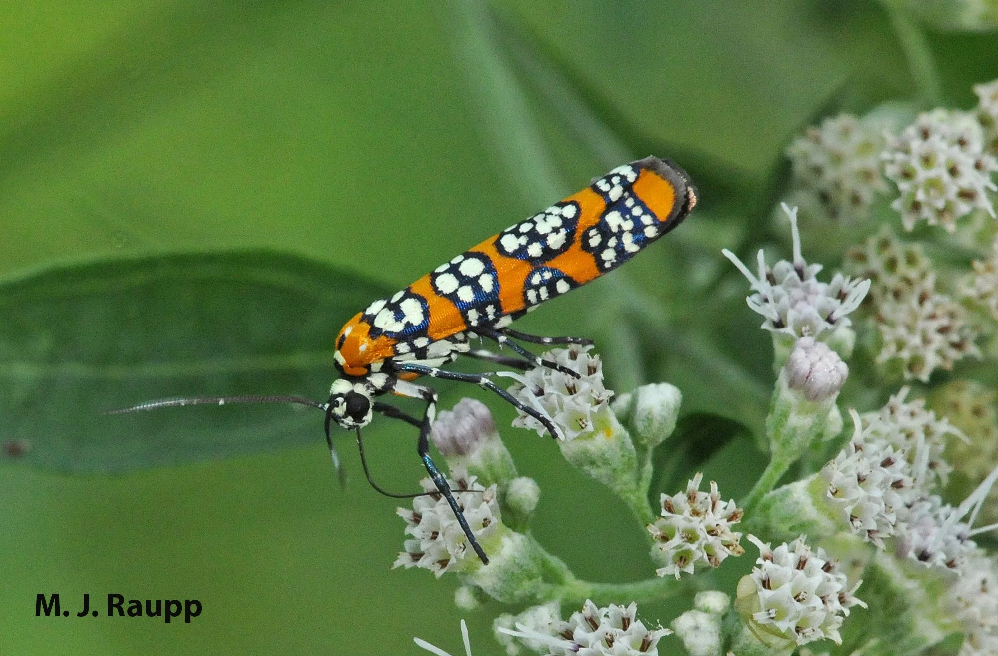 Watch out Tree of Heaven, native and invasive insects are ready to
